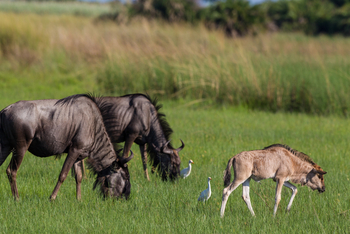 Tubu Tree Camp: Gnu-Kalb