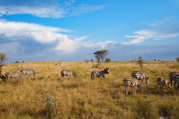 Warangi Ridge: Zebraherde