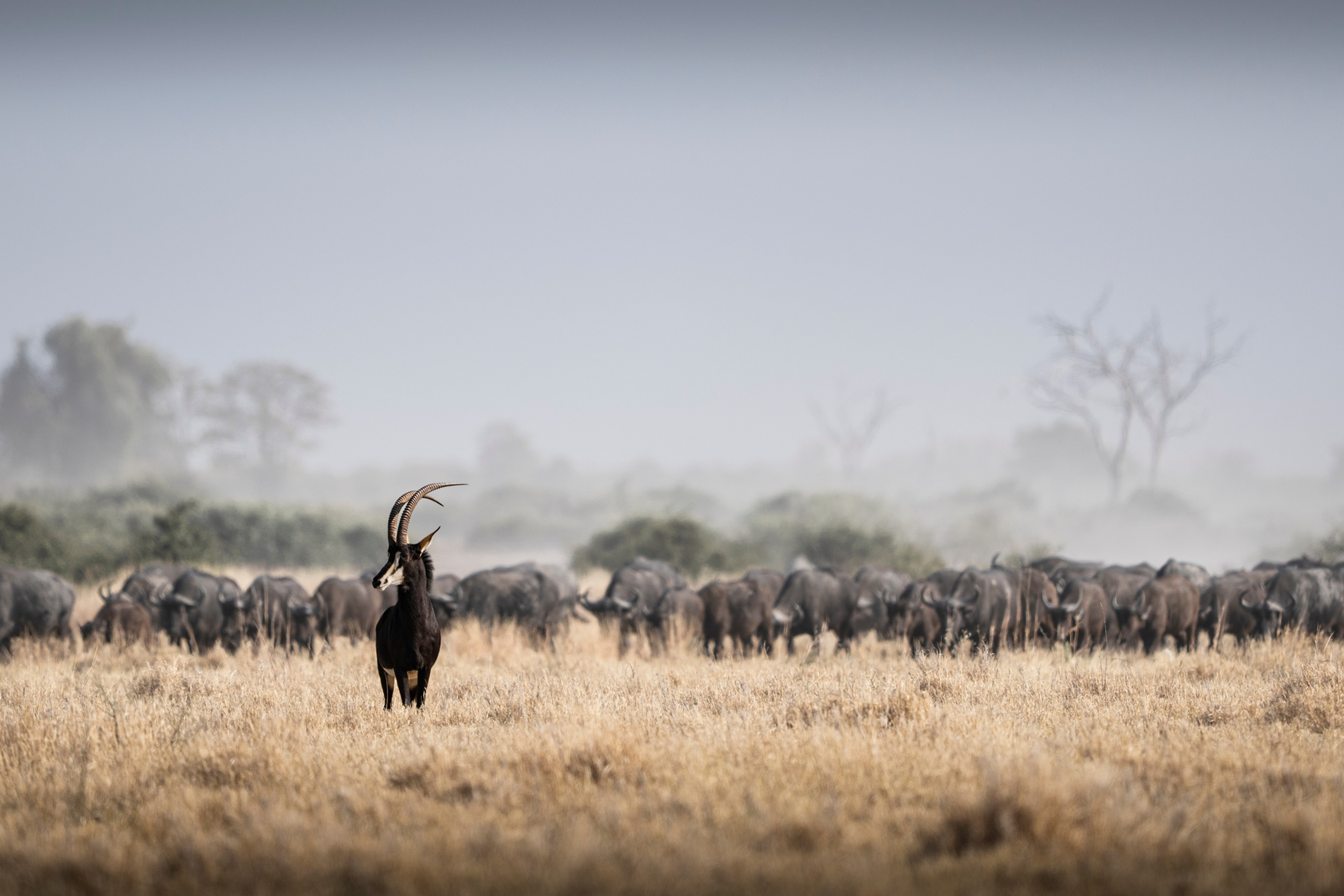 Wilderness Mokete Camp Wilderness Mokete Camp: Rappenantilope