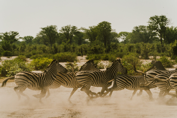 Wilderness Mokete Camp: Zebragalopp