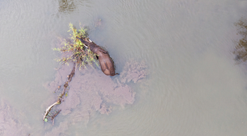 Amanzi Camp: Elefant im Fluss
