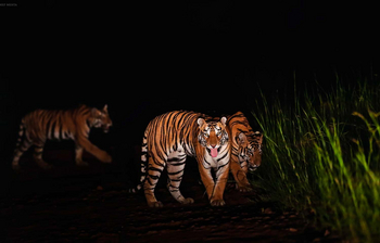 Bamboo Forest Safari Lodge: Tigerbegegnung nachts