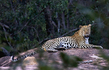 Big Cave Camp Big Cave Camp: Brüllenleopard