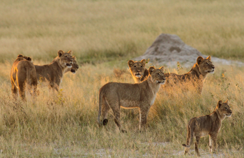 Bomani Tented Lodge Bomani Tented Lodge: Löwenfamilie