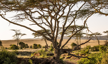 Borana Lodge Borana Lodge: Löwin neben großem Baum