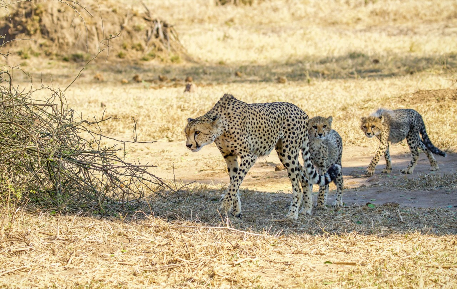 Chilo Ivory Trail Adventure Chilo Ivory Trail Adventure: Gepardin mit Jungen