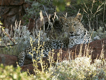 Desert Rhino Camp Desert Rhino Camp: Leopard