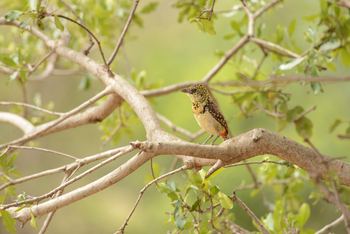 Entim Masai Mara: Barbet