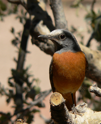 Etendeka Mountain Camp Etendeka Mountain Camp: Rufous-breasted Kunene Starling