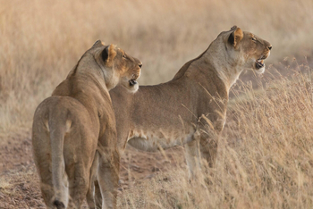 Giraffe Manor: Nairobi National Park