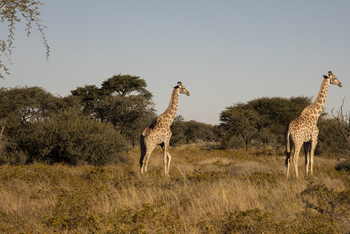 Gmundner Lodge: Giraffen