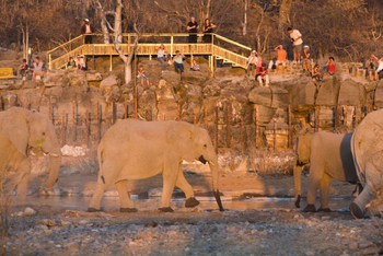 Halali Camp: Elefanten am Wasserloch