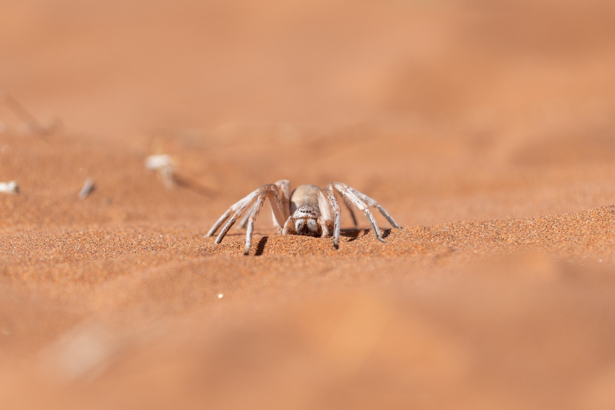 Hoodia Desert Lodge