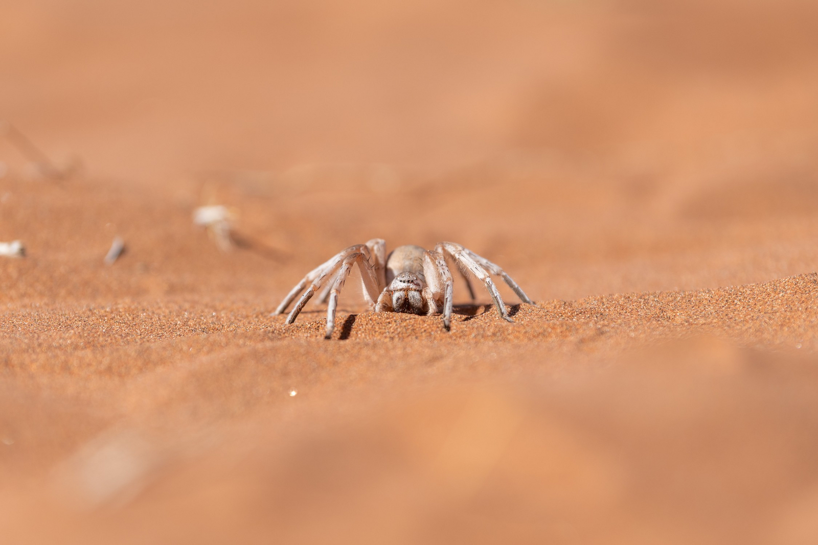 Hoodia Desert Lodge Hoodia Desert Lodge: Spezialisierte Spinne