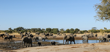Imvelo Safaris Imvelo Safaris: Elefantenherde am Wasser