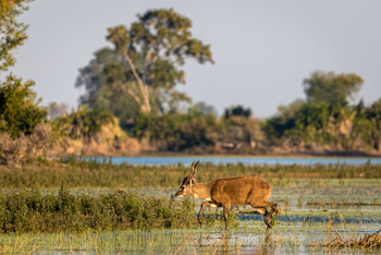 Jao Camp: Sitatungaantilope
