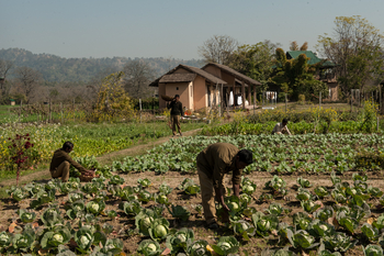 Jim's Jungle Retreat: Hauseigener Gemüsegarten