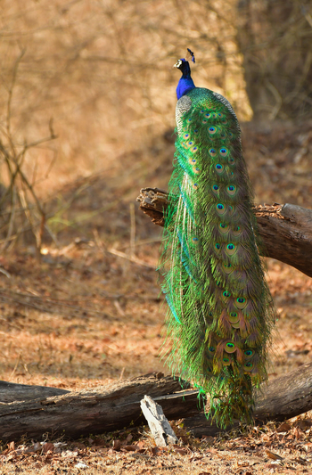Kaav Safari Lodge: Pfau mit gefaltetem Schwanz