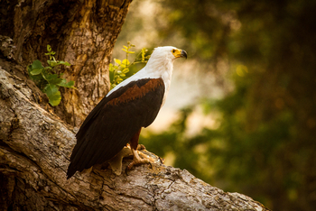Kanga Camp: Weißkopfadler