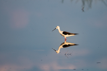 Karangoma Camp: Black-winged Stilt