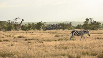 Kicheche Laikipia Camp: Zebra und Giraffe