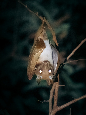 Kisima Ngeda Camp: Fruchtfledermaus