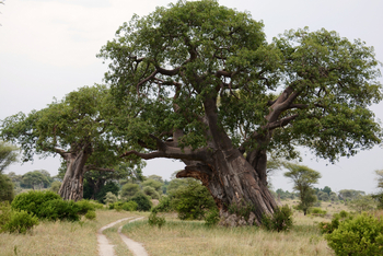 Little Chem Chem: Adansonia digitata