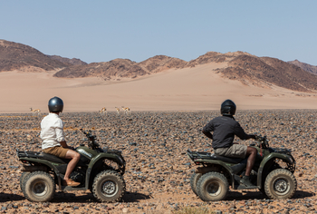 Little Kulala: Vorbeiziehende Springbockantilope