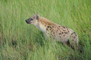 Macatoo Camp: Hyäne