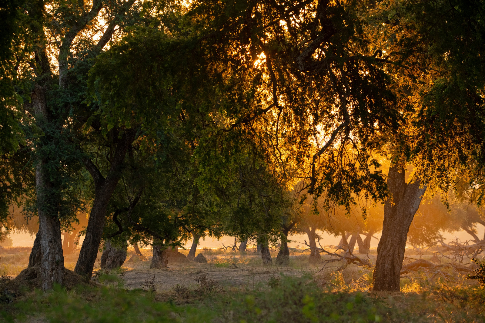 Mana River Camp Mana River Camp: Lichter Wald