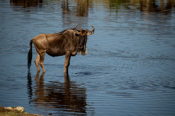 Mara Kati Kati Tented Camp: Gnu im Wasser bei Tageslicht
