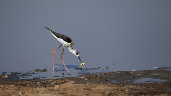 Mbamba Camp: Black-winged Stilt