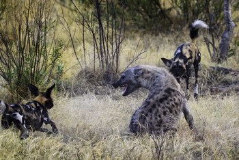 Mombo Camp: Hyäne-Wildhund-Konflikt