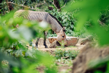 Mt. Meru Game Lodge: Zebra