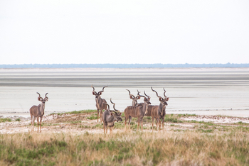 Mushara Game Drive: Sechs Kuduböcke