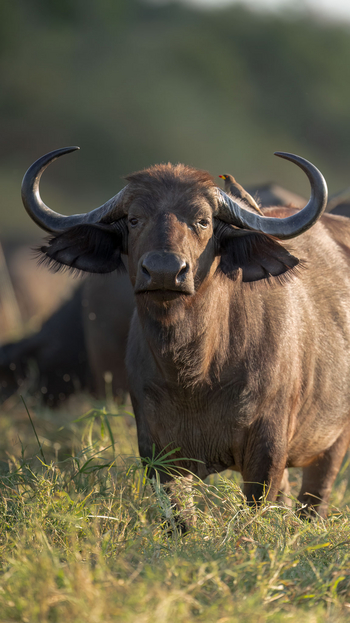 Mwagusi Safari Camp: Büffel