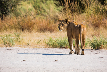 Okavango Explorers Camp Okavango Explorers Camp: Löwin