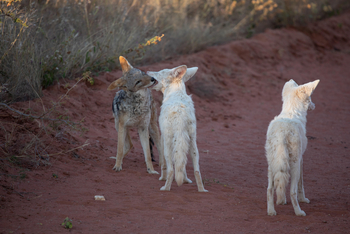 Okonjima Plains Camp: Albino-Schakale