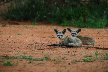 Old Traders Lodge: Löffelhunde