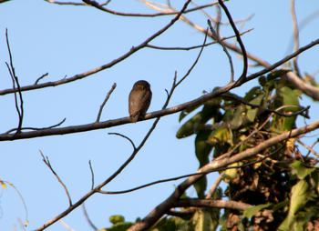 Pench Jungle Camp: Jungle Owlet