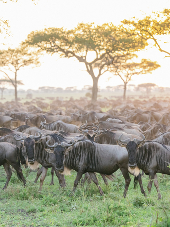 Roving Bushtops Camp: Gnus