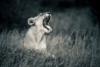 Sala's Camp: Gähnende Löwin