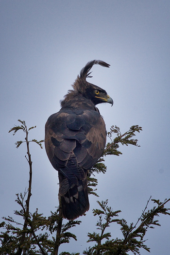 Serian Serengeti Lamai: Crested Eagle