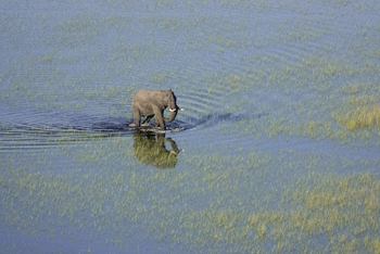Setari Camp: Elefant im Flutgebiet