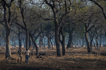 Shawa Luangwa Camp: Ebony Grove
