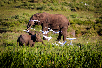 Sirikoi Lodge Sirikoi Lodge: Elefanten mit ihren ewigen Begleitern