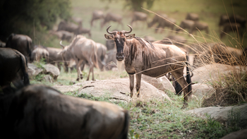 Siringit Serengeti Camp: Gnu