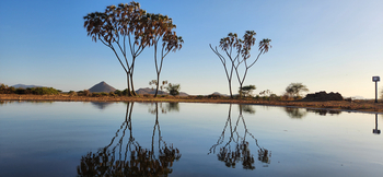 Soroi Larsens Tented Camp: Regionstypische Yuccas