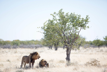 Taleni Etosha Village: Löwenbrüder