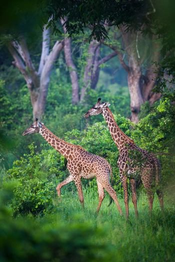 Time + Tide South Luangwa Time + Tide South Luangwa: Giraffen